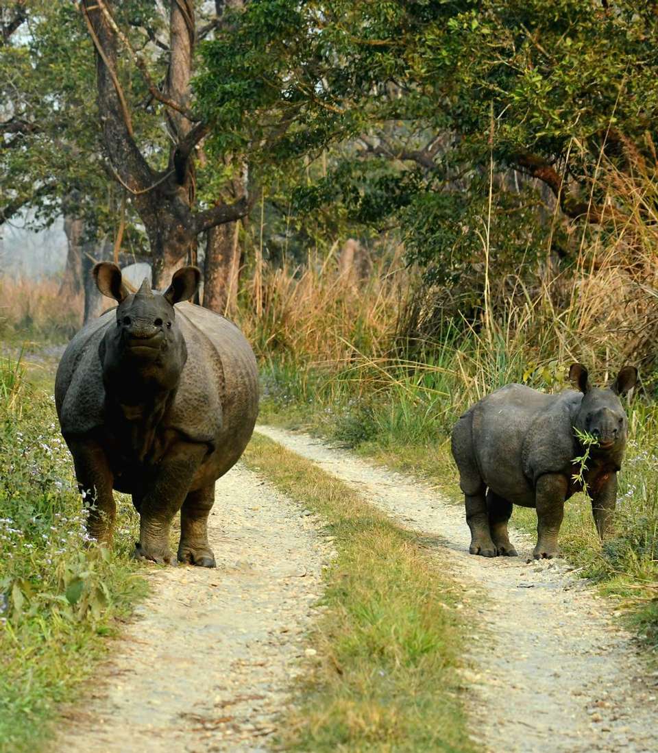 Essential Nepal & India (4 Star Hotels) - undefined - Image 18