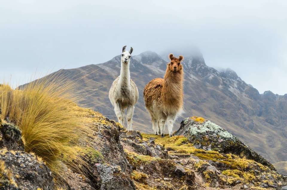 Essential Peru - Exodus Adventure Travels - Peru - Image 16
