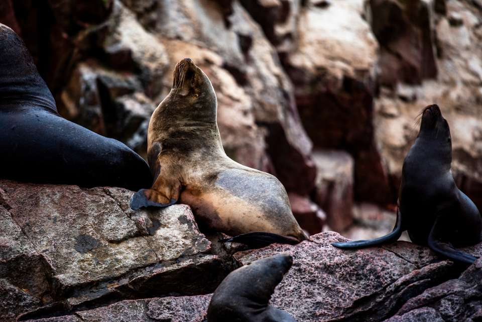 Essential Peru - Exodus Adventure Travels - Peru - Image 6