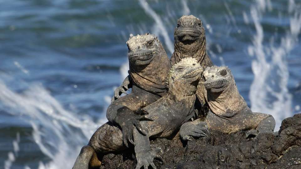Essential Quito and Galapagos - Indus Travels - Ecuador - Image 5
