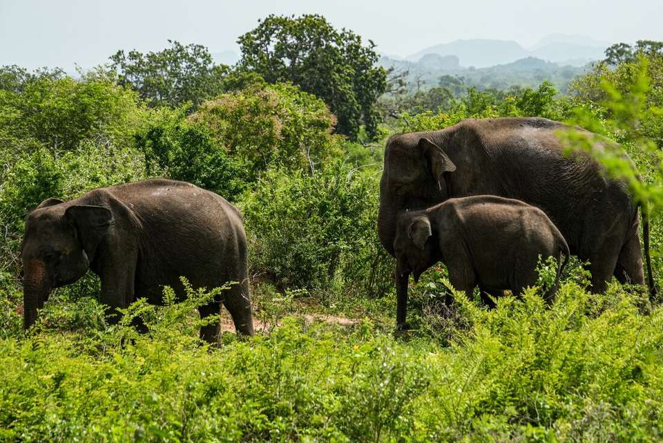 Essential Sri Lanka - Intrepid Travel - Sri Lanka