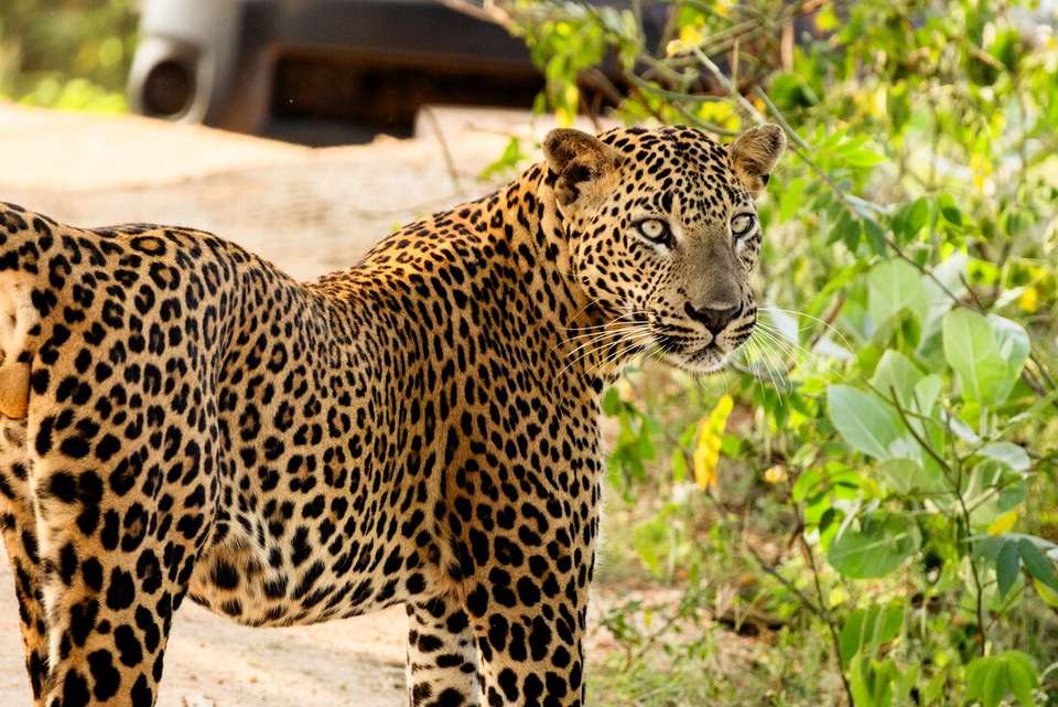 Essential Sri Lanka - Intrepid Travel - Sri Lanka