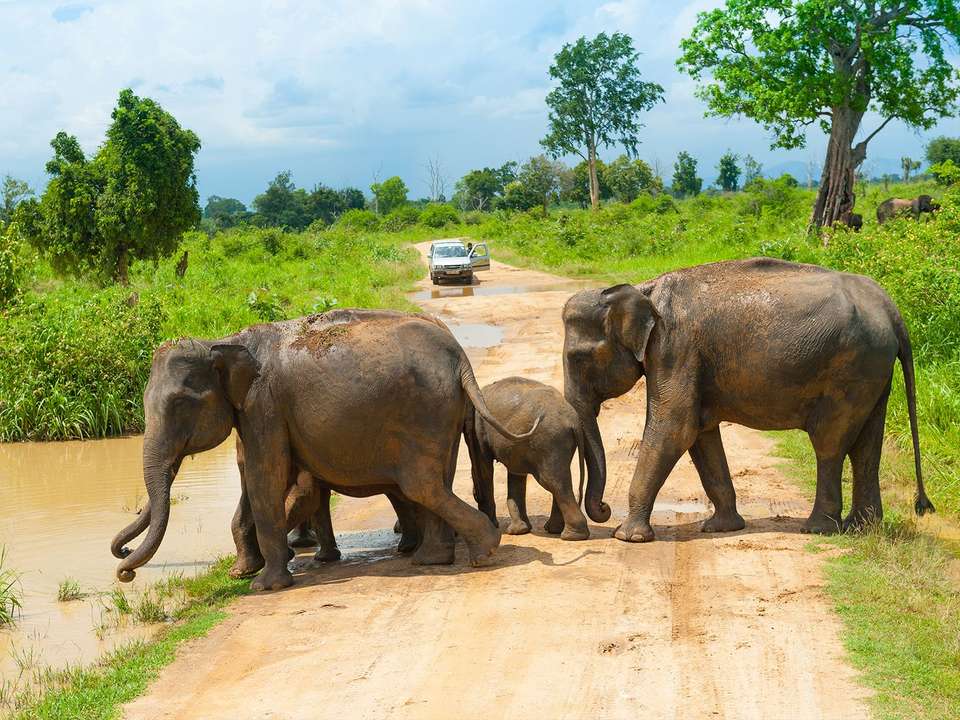 Essential Sri Lanka Explorer - 13 days - On The Go Tours - Sri Lanka - Image 7