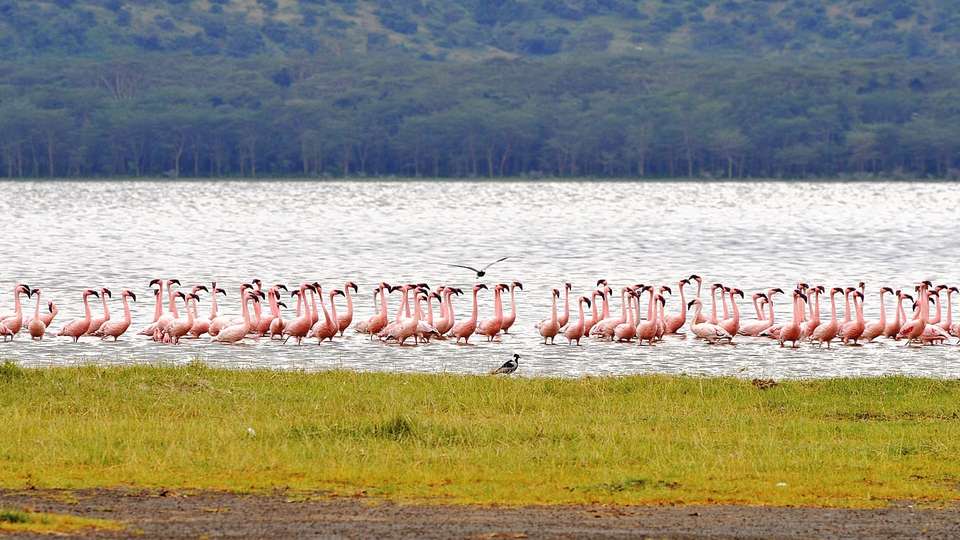 Essential Tanzania - Indus Travels - Tanzania - Image 4
