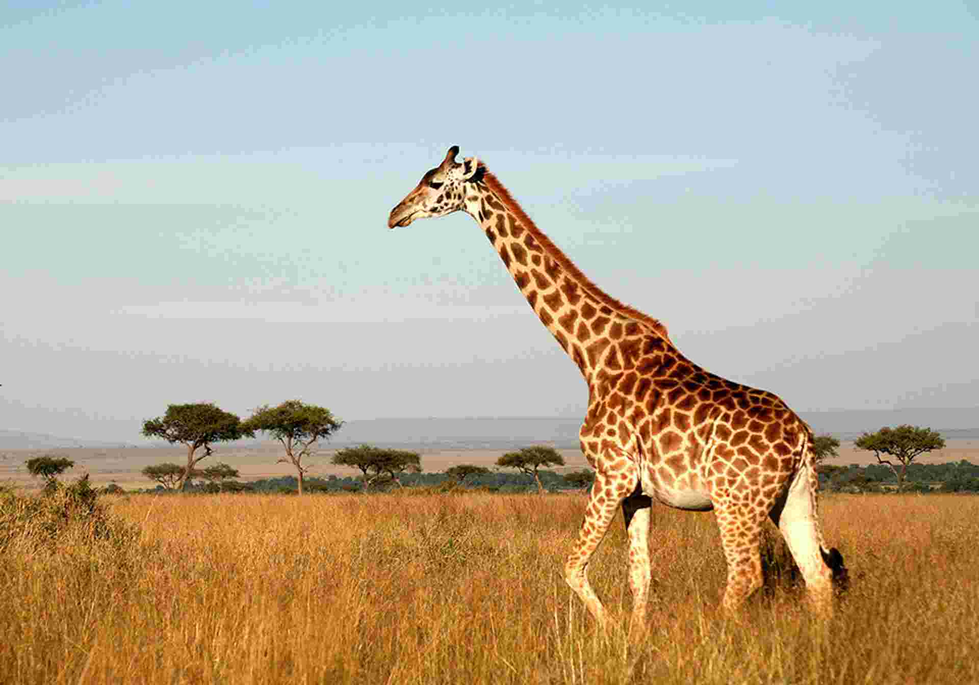 Essential Tanzania