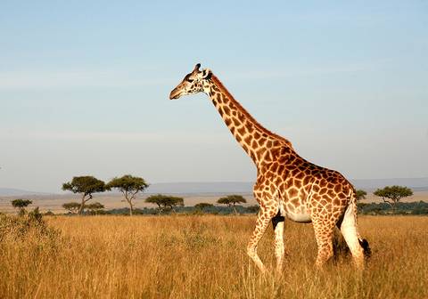 Tanzania Small Group Tours: Essential Tanzania
