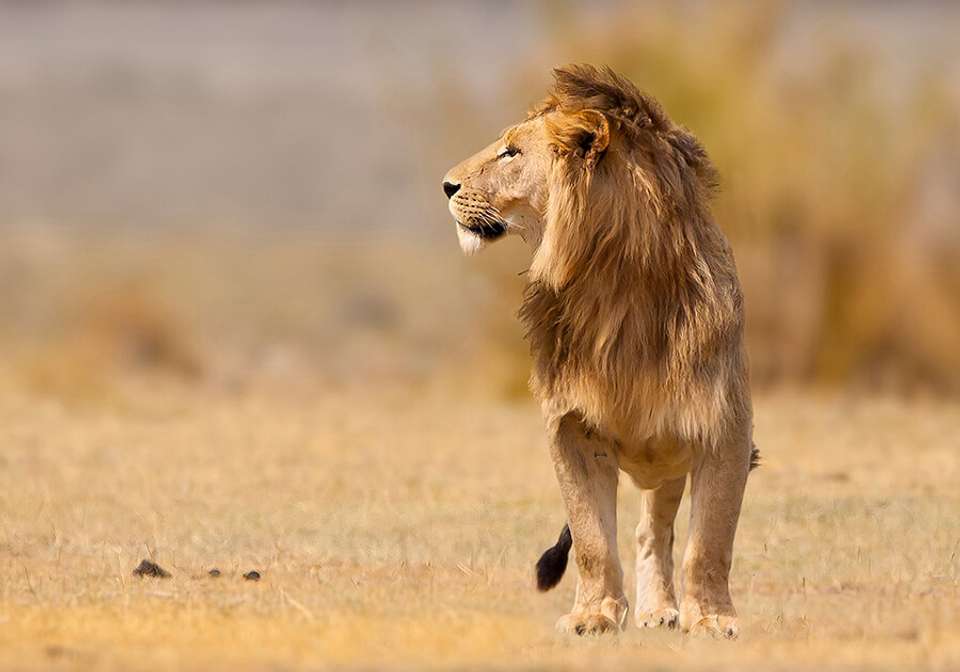Essential Tanzania - Indus Travels - Tanzania - Image 2