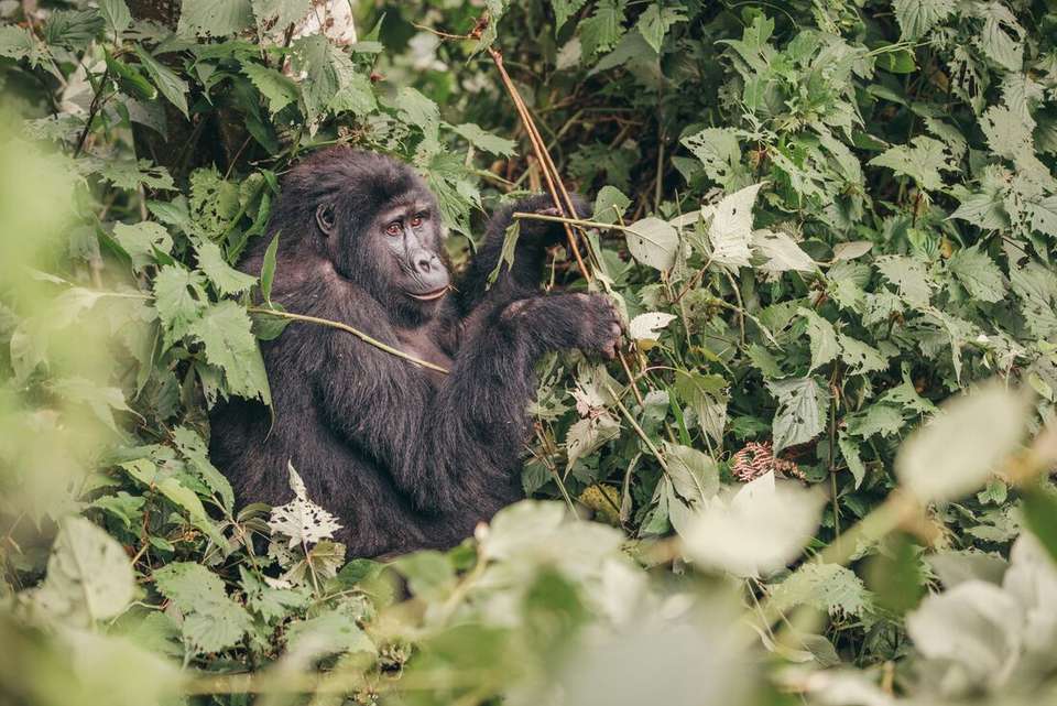 Essential Uganda: Gorillas and Chimps - Intrepid Travel - Uganda - Image 1