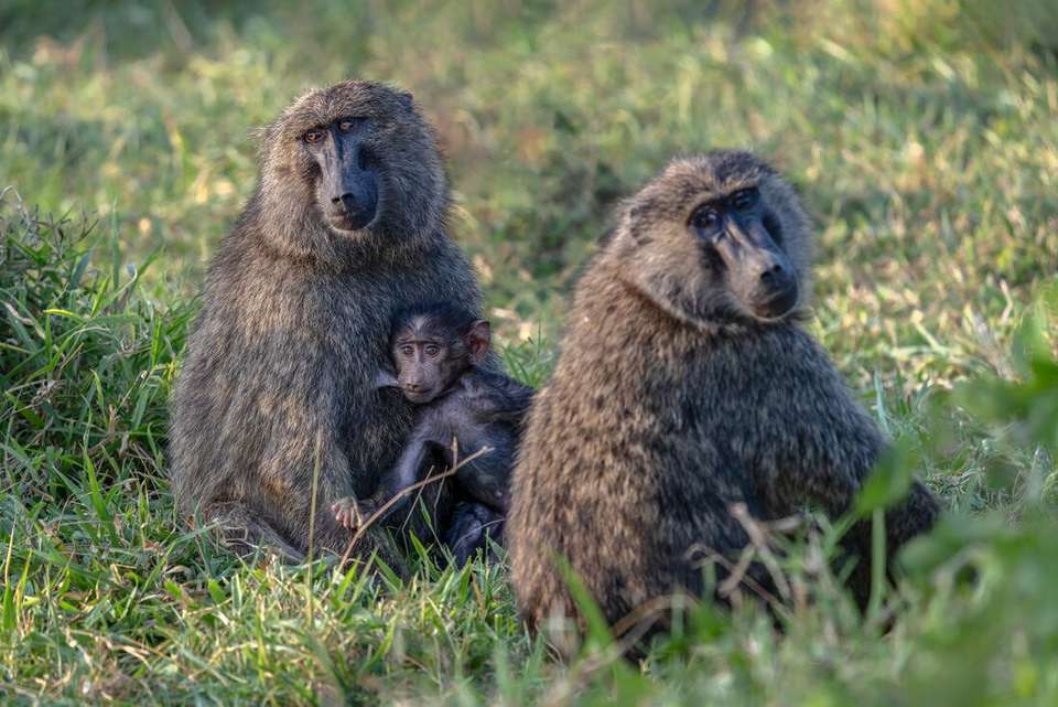 Essential Uganda: Gorillas and Chimps - Intrepid Travel - Uganda - Image 9