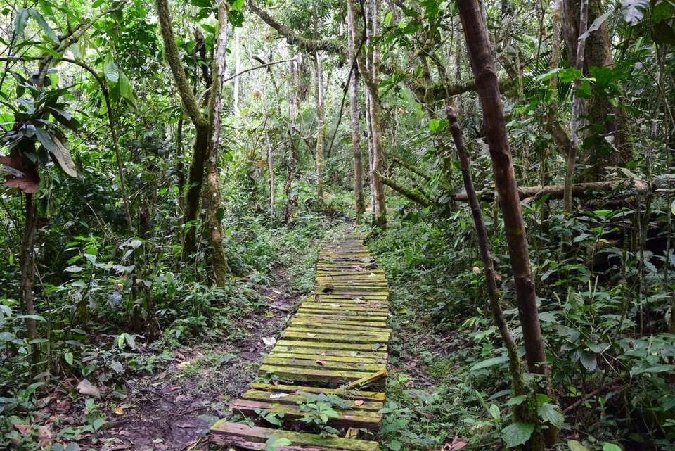 Essential Uganda: Gorillas and Chimps - Intrepid Travel - Uganda - Image 11