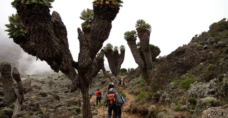 Ethical & Luxury Kilimanjaro Climb Lemosho Route 8 Days - Safarihub - Tanzania - Image 3