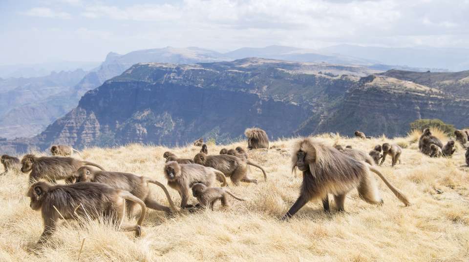 Ethiopia: Africa’s Hidden Treasure - Absolute Ethiopia Tours - Ethiopia - Image 8