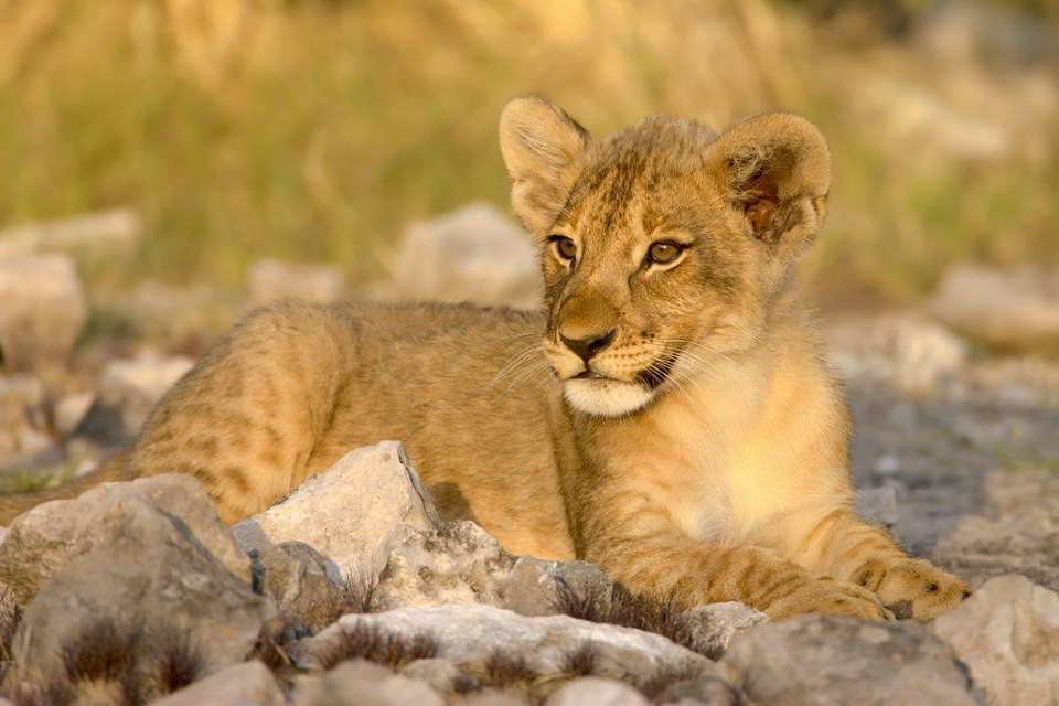 Etosha Safari Adventure, Self-drive - Destination Services - Namibia - Image 6
