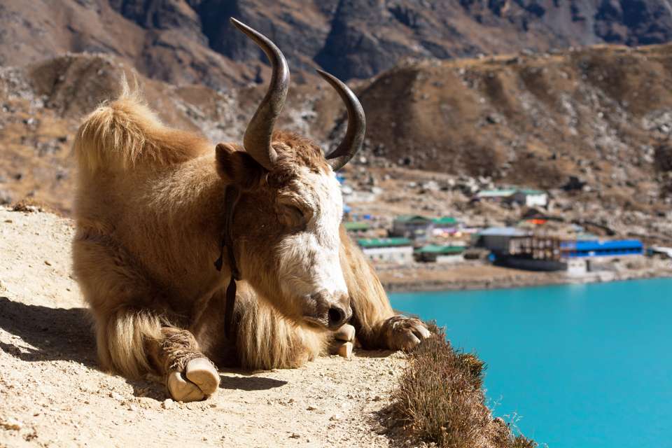 Everest & Gokyo Lakes Circuit - Exodus Adventure Travels - Nepal - Image 2