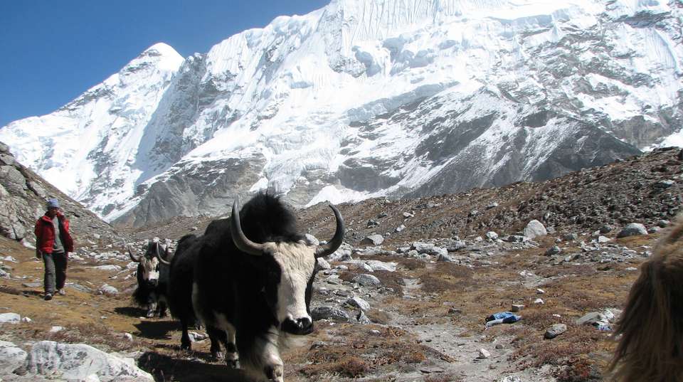 Everest Base Camp - 3 Passes Adventure Trek - Buddha Treks And Expedition - Nepal - Image 2