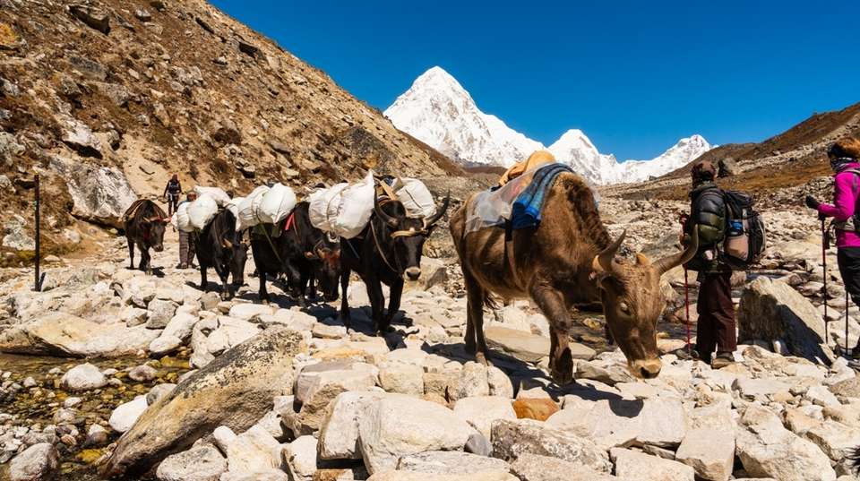 Everest Base Camp & Kalapatthar Trek - Nepal Climbing Adventure Pvt. Ltd. - Nepal - Image 3
