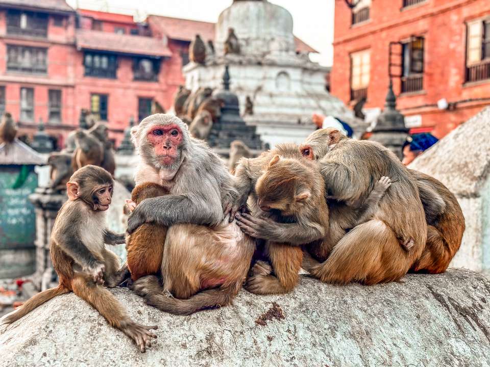 Everest Base Camp Trek - Exodus Adventure Travels - Nepal - Image 6