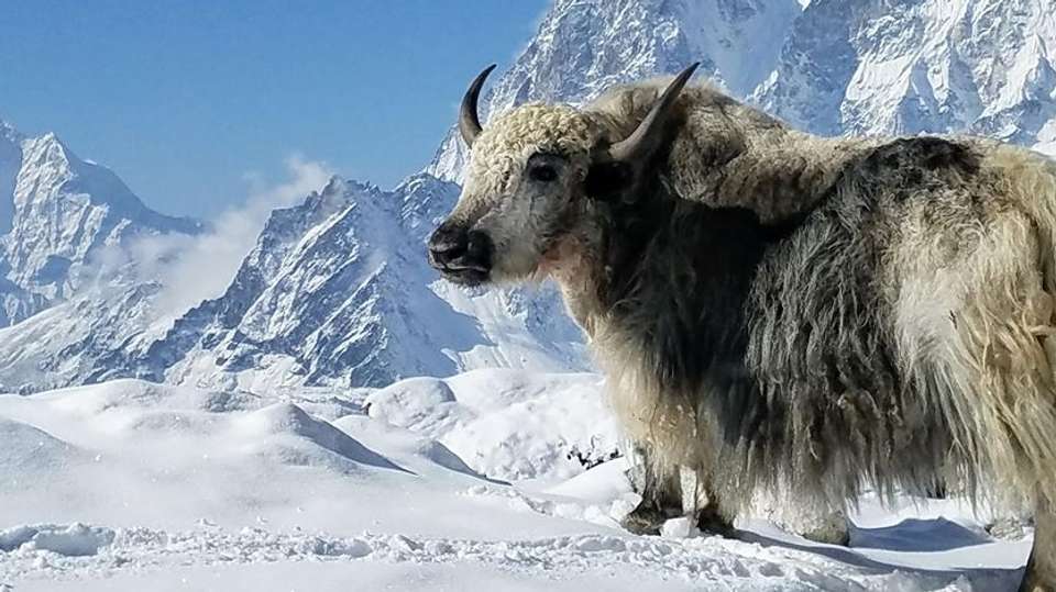 Everest Base Camp Trek - Master Himalaya Treks And Expedition Pvt Ltd - Nepal - Image 3