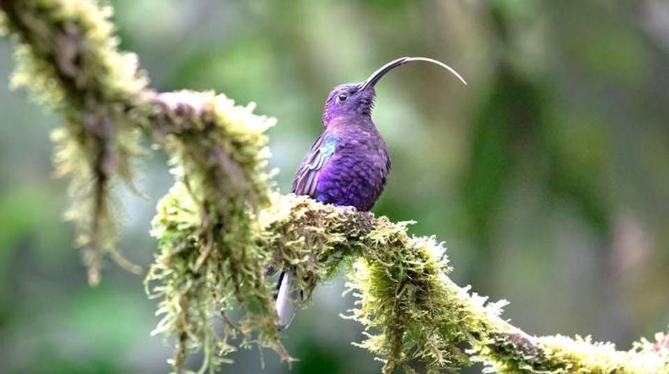 Exclusive Family Expedition in Paradise - Amazilia Travel - Costa Rica - Image 3