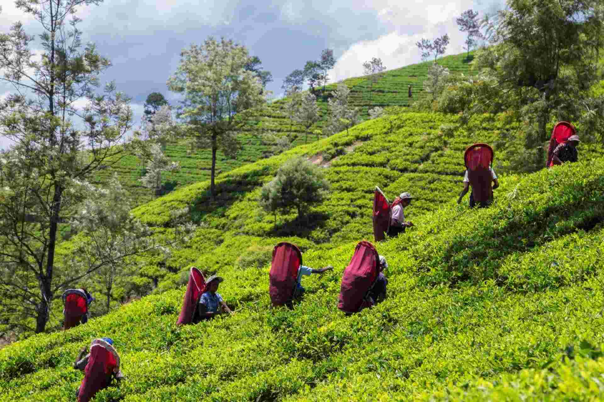 Exclusive Tea Tour, Private Tour