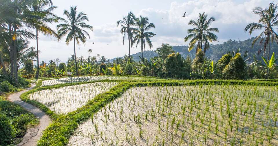 Exotic Java and Bali - Explore - Indonesia - Image 13