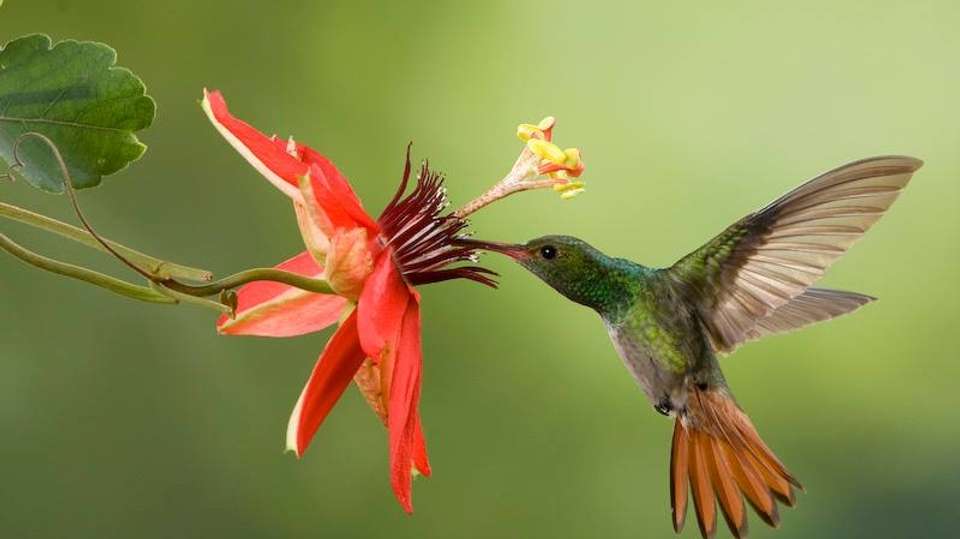 Exotic Landscapes of Costa Rica - Destiny Travel Costa Rica - Costa Rica - Image 7