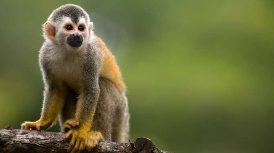 Exotic Landscapes of Costa Rica - Destiny Travel Costa Rica - Costa Rica - Image 11