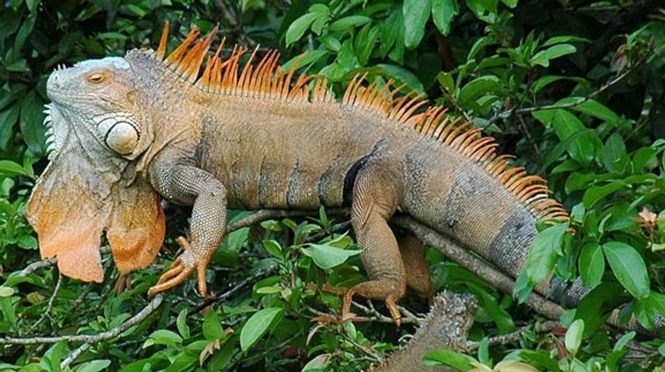 Exotic Landscapes of Costa Rica - Destiny Travel Costa Rica - Costa Rica - Image 15