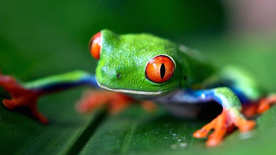 Exotic Landscapes of Costa Rica - Destiny Travel Costa Rica - Costa Rica - Image 16
