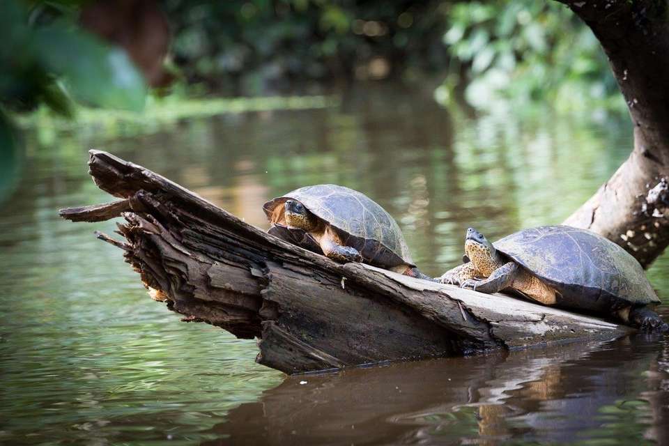 Experience Costa Rica’s Nature, French-speaking Guide - Destination Services - Costa Rica - Image 7