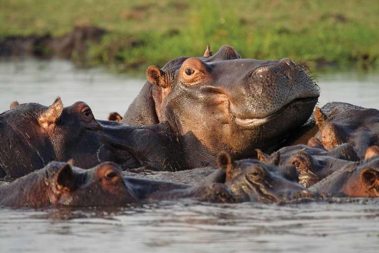 Johannesburg Wildlife Tour: Experience Southern Africa