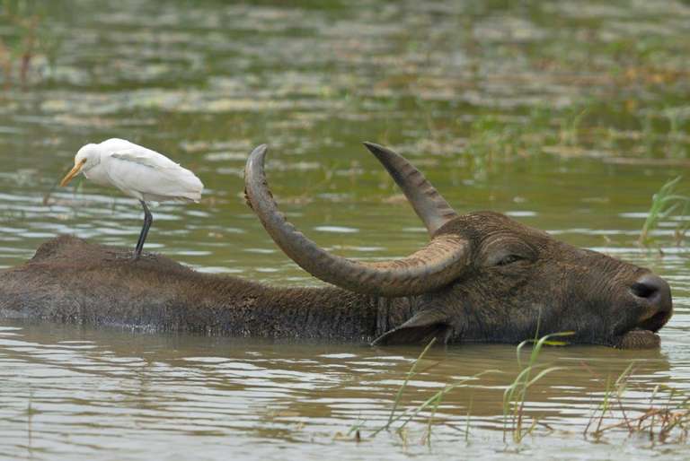 Sri Lanka Getaways and short breaks Tour: Experience The Diverse South