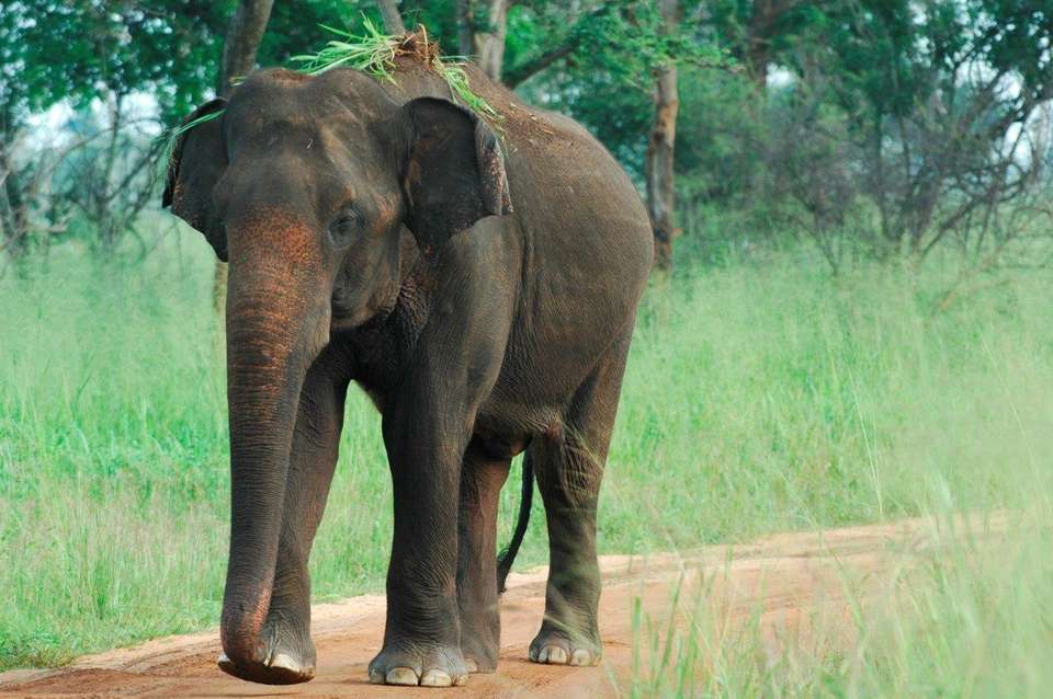 Experience The Diverse South Of Sri Lanka, Private Tour - Destination Services - Sri Lanka - Image 5