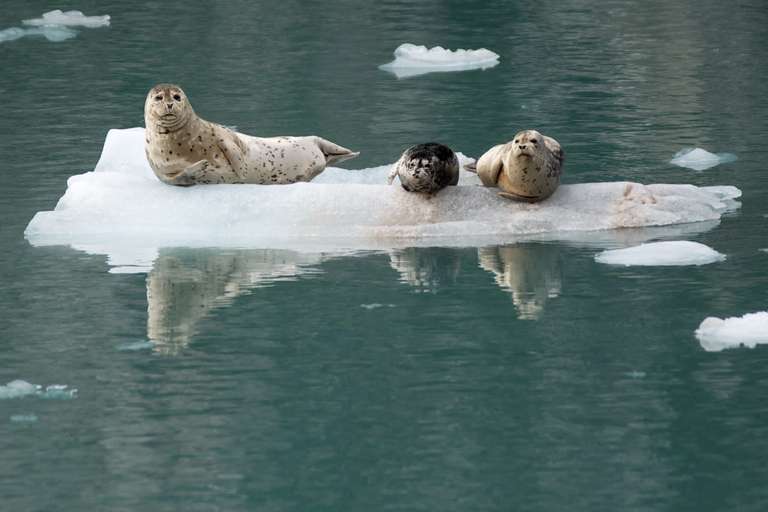 Exploration of Alaska's Natural Wonders 9D/8N (From Anchorage) trip - alternative tour available