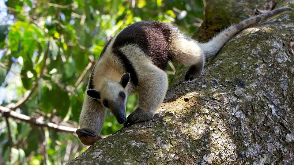 Costa Rica Nature Escape - Greenway Nature Tours - Costa Rica