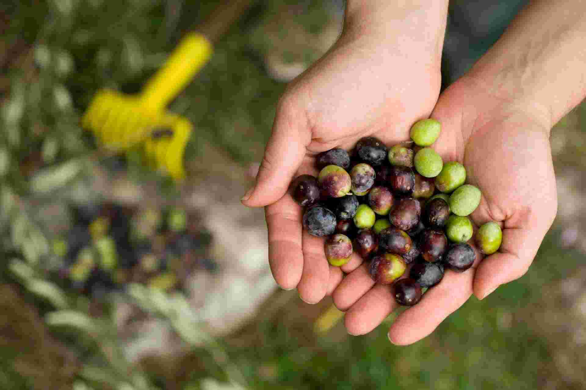 Explore Istria And Dalmatia In 8 Days, Self-drive