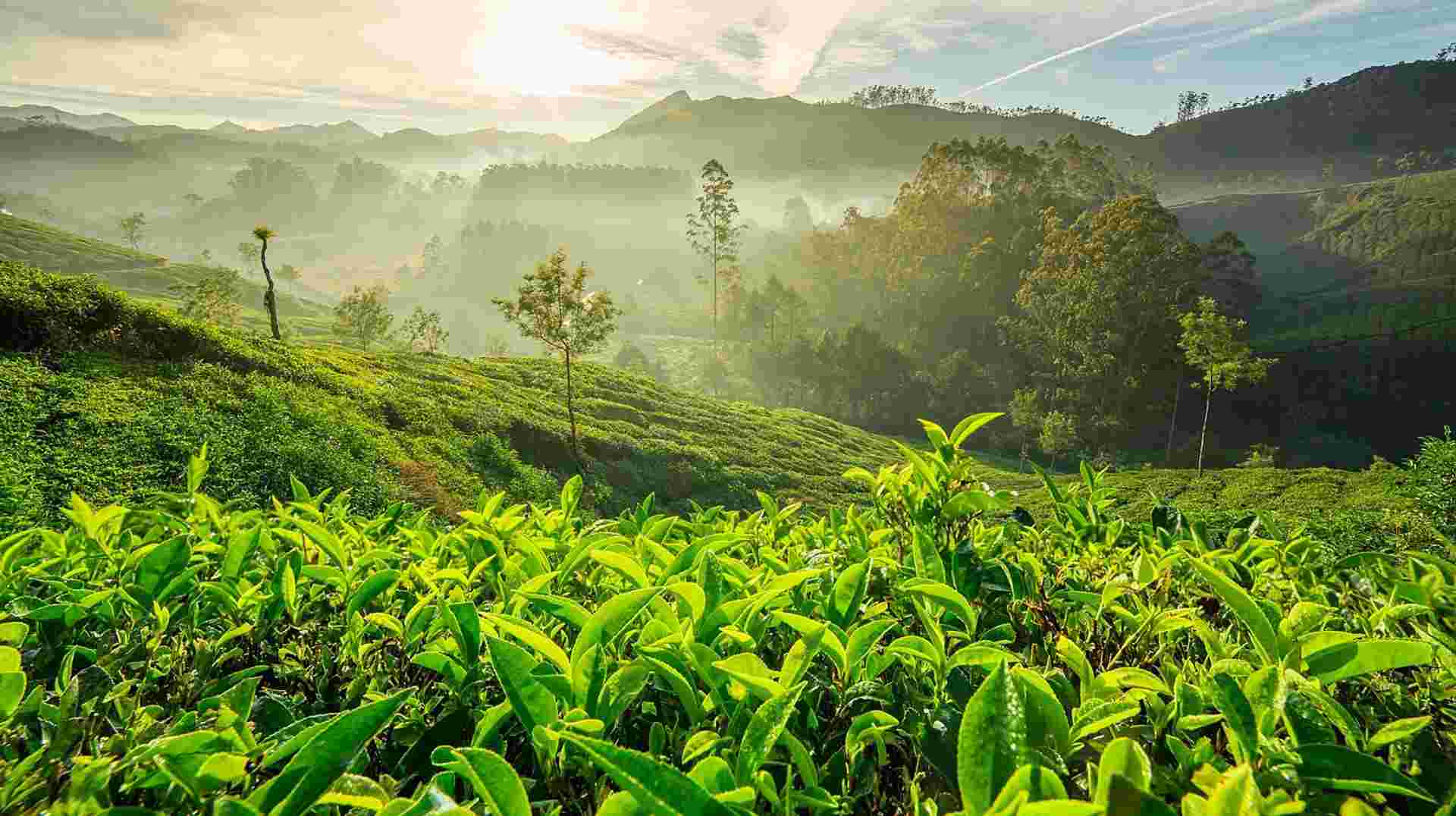 Explore Kerala in Seven Days