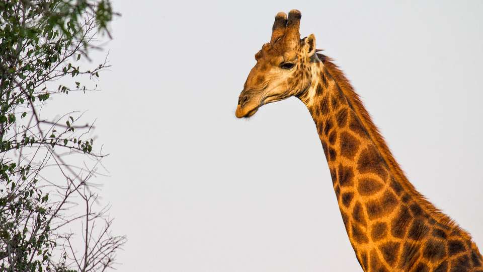 Journeys: Explore Kruger National Park - G Adventures - South Africa