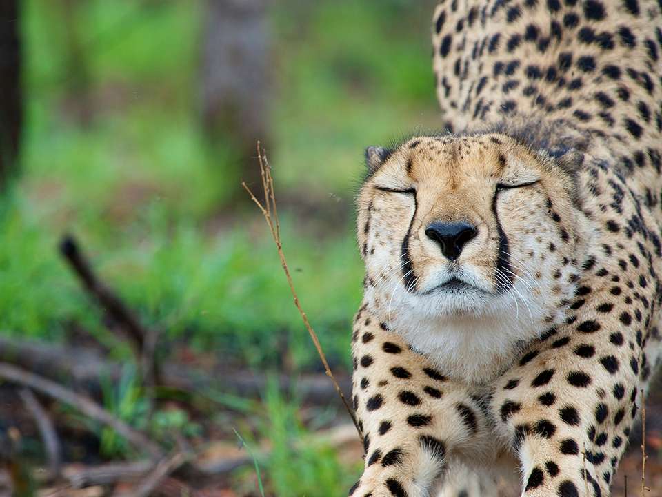 Journeys: Explore Kruger National Park - G Adventures - South Africa