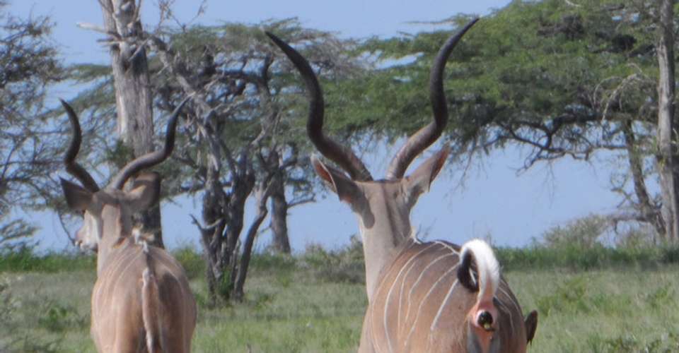 Explore Nyerere National Park - Kanuth Adventures Safari - Tanzania - Image 2