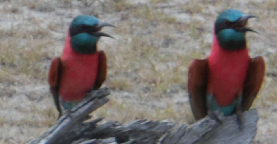 Explore Nyerere National Park - Kanuth Adventures Safari - Tanzania - Image 4