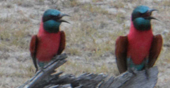 Image 4 of 6