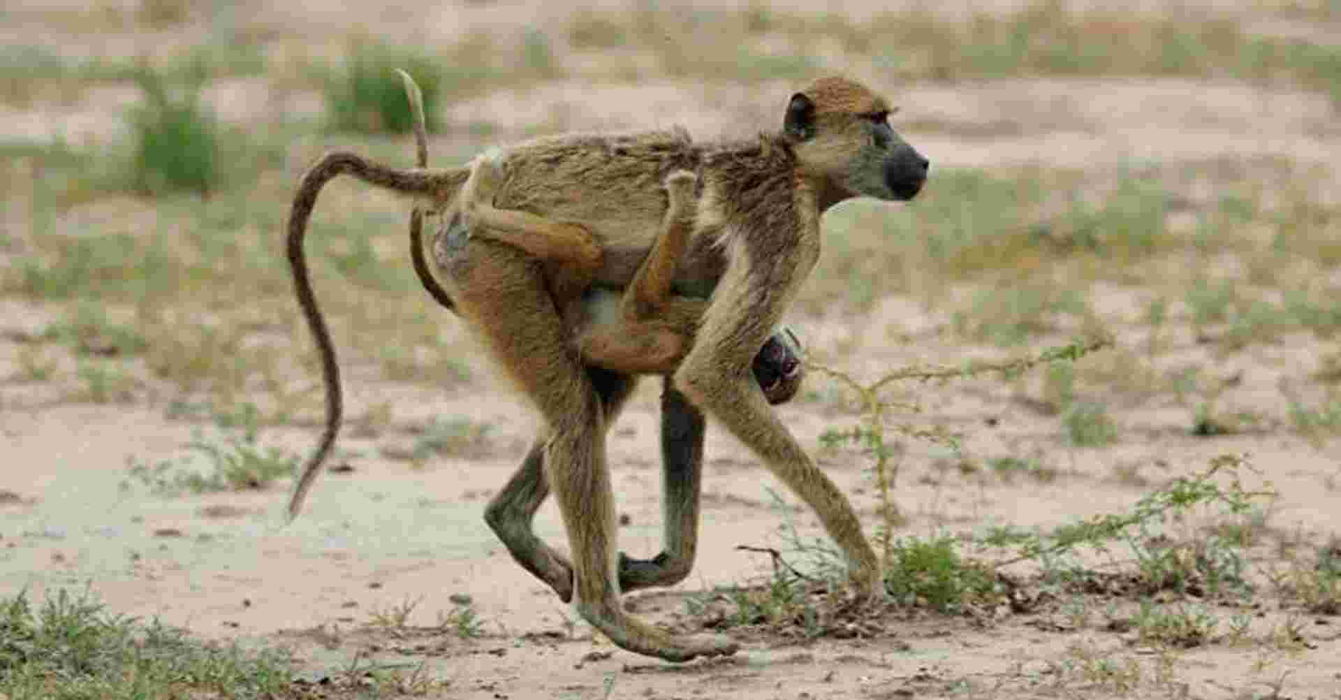 Explore Nyerere National Park