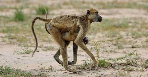 Explore Nyerere National Park - January 2027