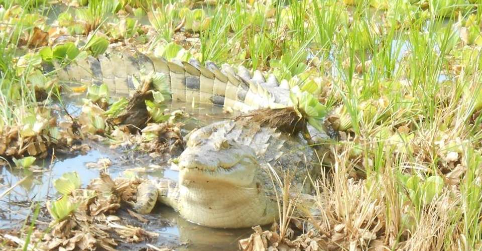 Explore Nyerere National Park - Kanuth Adventures Safari - Tanzania - Image 5