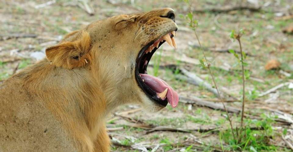 Explore Nyerere National Park - Kanuth Adventures Safari - Tanzania - Image 6