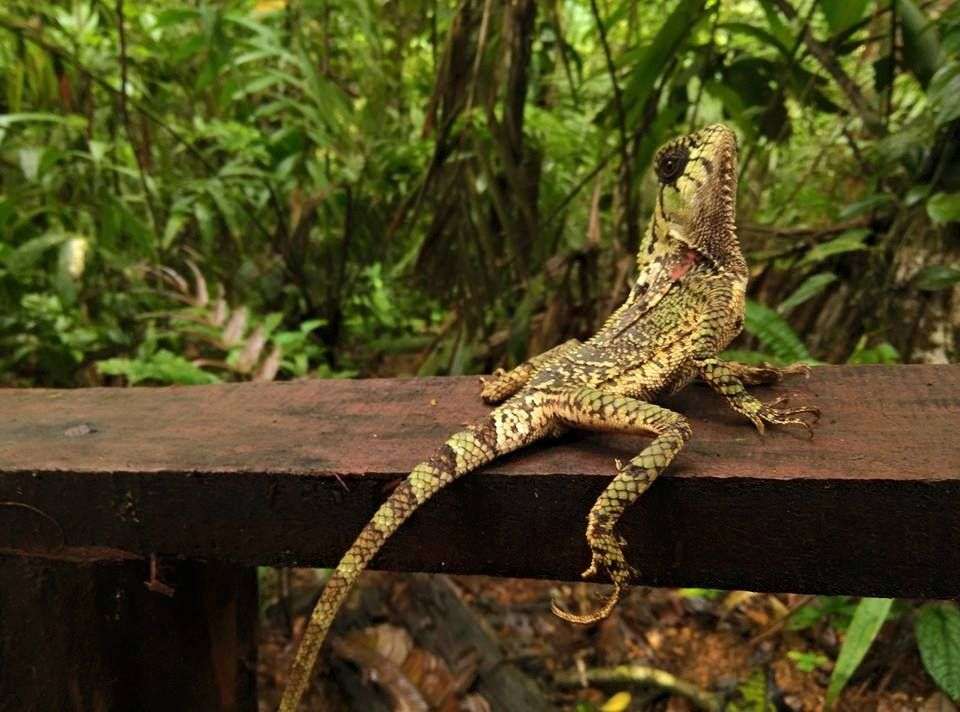 Explore Tortuguero: The Amazon of Costa Rica  - Green World Adventures - Costa Rica - Image 7