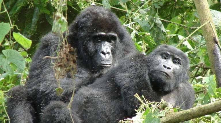 Uganda Gorilla and chimpanzee tracking Tour: Explore Uganda: Ten-Day Safari