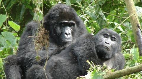 Explore Uganda: Ten-day Safari - October 2026
