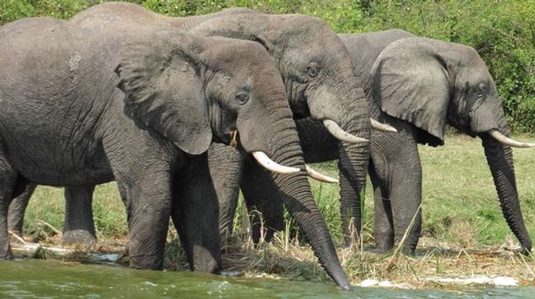 Uganda Wildlife Tour: Explore Uganda: Ten-Day Safari